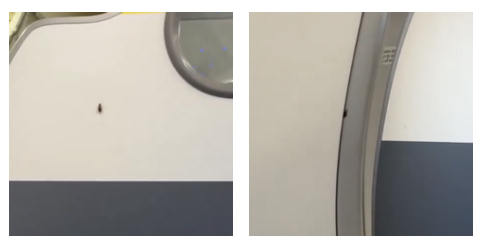 “È stato un volo disgustoso, non prenderò mai più un aereo di questa compagnia”: il video con gli scarafaggi che scorrazzano in cabina è virale “È stato un volo disgustoso, non prenderò mai più un aereo di questa compagnia”: il video con gli scarafaggi che scorrazzano in cabina è virale