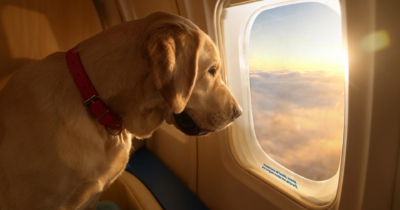 Copertina di Cocker e Maine Coon potranno viaggiare in aereo? “Ci sono nuovi limiti di peso, ma l’ENAC non ha ancora fornito disposizioni precise a riguardo”