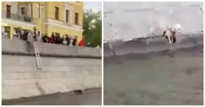Copertina di Cane si lancia nel fiume in piena corrente e parte la corsa contro il tempo per salvarlo – IL VIDEO