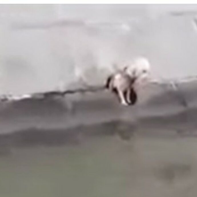 Cane si lancia nel fiume in piena corrente e parte la corsa contro il tempo per salvarlo – IL VIDEO