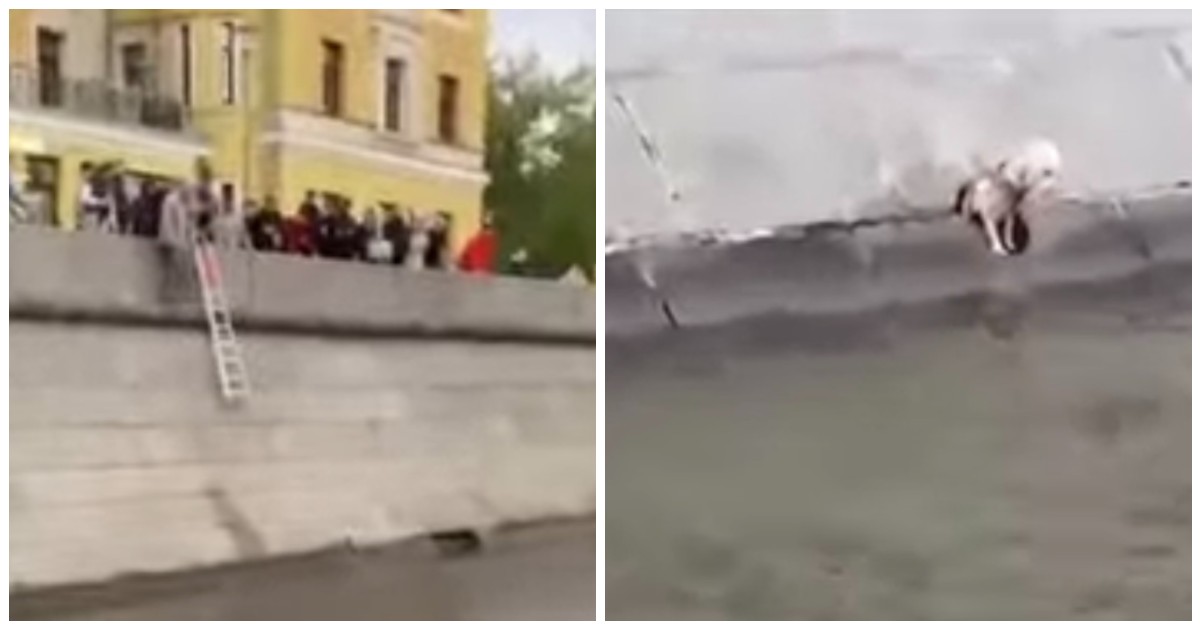 Cane si lancia nel fiume in piena corrente e parte la corsa contro il tempo per salvarlo – IL VIDEO Cane si lancia nel fiume in piena corrente e parte la corsa contro il tempo per salvarlo – IL VIDEO