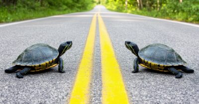 Copertina di Michael Bible: “L’arte  immagina il passato”