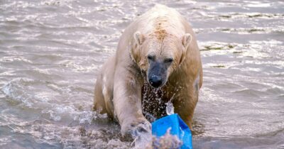 Copertina di Filosofia contro crisi ambientale, la docente: “Non essere catastrofici, ma mettere l’empatia al servizio del Pianeta”