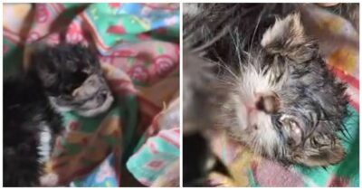 Copertina di “In casa dell’accumulatrice seriale c’erano 50 gatti in condizioni aberranti. Alcuni erano ciechi, altri feriti e altri ancora morti”: l’orrore raccontato dall’associazione Qua La Zampa