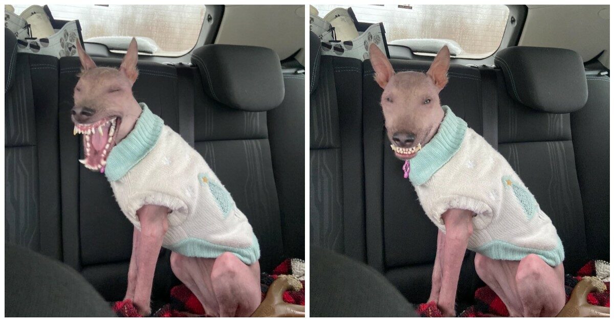 Adottano un cane nato con un’anomalia cromosomica: “Gli altri cani la trattano come un cucciolo fragile, gli umani la giudicano”