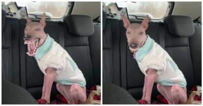 Copertina di Adottano un cane nato con un’anomalia cromosomica: “Gli altri cani la trattano come un cucciolo fragile, gli umani la giudicano”