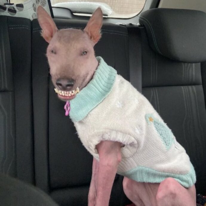 Adottano un cane nato con un’anomalia cromosomica: “Gli altri cani la trattano come un cucciolo fragile, gli umani la giudicano”