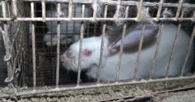 Copertina di Allevamento di conigli chiuso grazie a una segnalazione a Essere Animali. Denunciate anche voi!