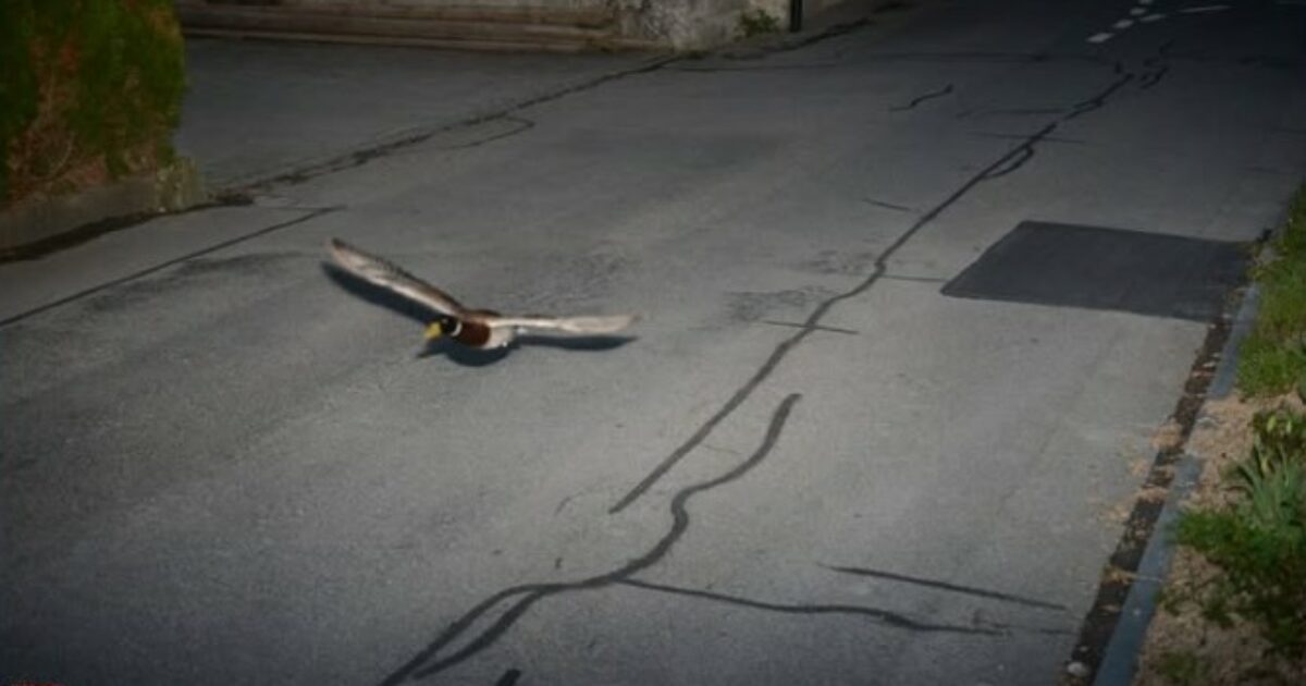 “Una pirata della strada nota e recidiva”: autovelox “multa” un’anatra per aver superato il limite di velocità