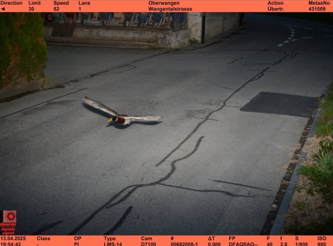 “Una pirata della strada nota e recidiva”: autovelox “multa” un’anatra per aver superato il limite di velocità “Una pirata della strada nota e recidiva”: autovelox “multa” un’anatra per aver superato il limite di velocità