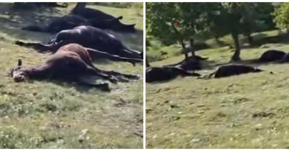 avevano le zampe bruciate la scarica elettrica non gli ha lasciato scampo oltre 30 cavalli uccisi dai fulmini durante una tempesta – video