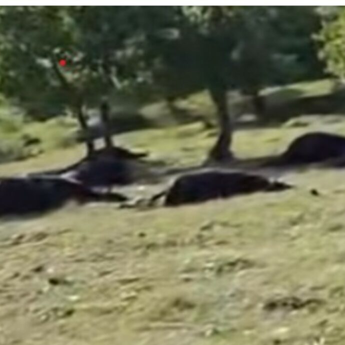 “Avevano le zampe bruciate, la scarica elettrica non gli ha lasciato scampo”: oltre 30 cavalli uccisi dai fulmini durante una tempesta – VIDEO