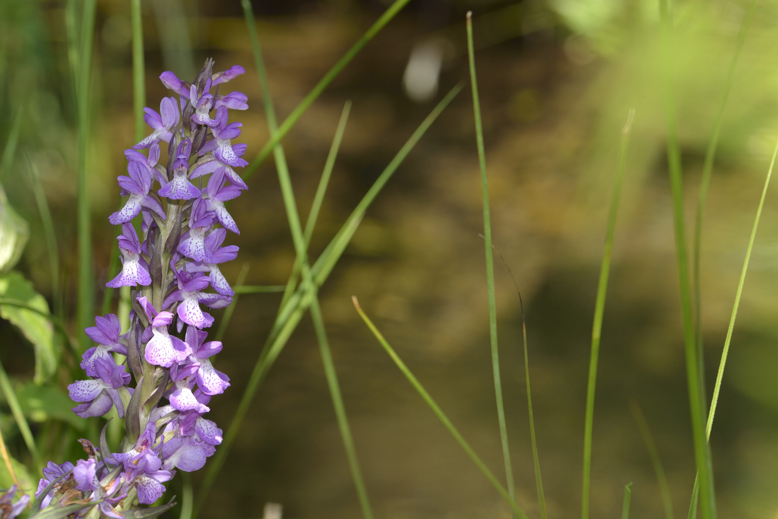 Giornata della biodiversità, Italia in ritardo di 80 anni per i target Ue: rischiano anche le orchidee Giornata della biodiversità, Italia in ritardo di 80 anni per i target Ue: rischiano anche le orchidee