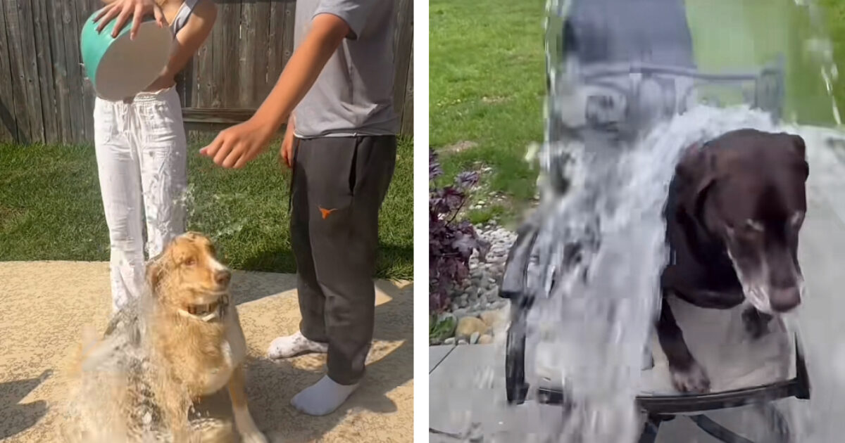 Secchi d’acqua gelida gettata addosso ai cani: la nuova sfida di TikTok per acchiappare like è “crudele, li lascia confusi e terrorizzati” Secchi d’acqua gelida gettata addosso ai cani: la nuova sfida di TikTok per acchiappare like è “crudele, li lascia confusi e terrorizzati”
