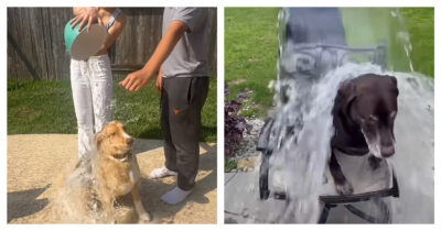 Copertina di Secchi d’acqua gelida gettata addosso ai cani: la nuova sfida di TikTok per acchiappare like è “crudele, li lascia confusi e terrorizzati”