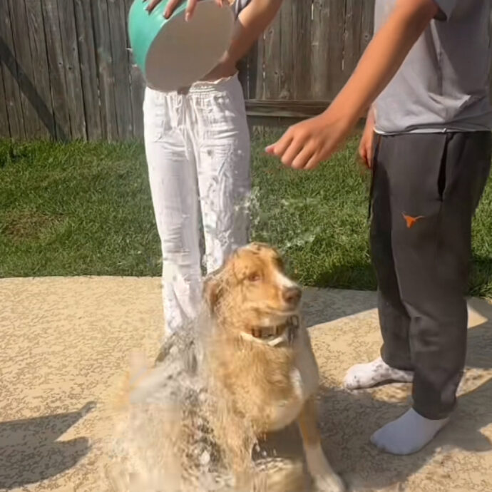 Secchi d’acqua gelida gettata addosso ai cani: la nuova sfida di TikTok per acchiappare like è “crudele, li lascia confusi e terrorizzati”