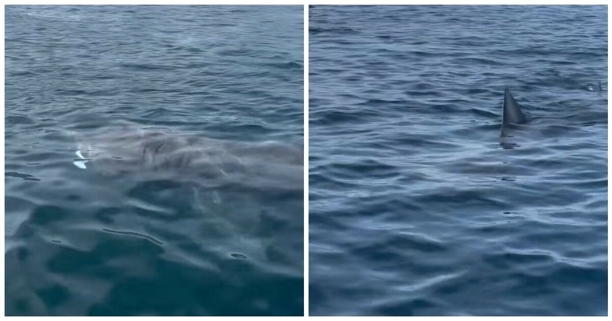 “In 35 anni non avevamo mai visto niente del genere”: l’incredibile avvistamento di uno squalo elefante a Marbella – VIDEO