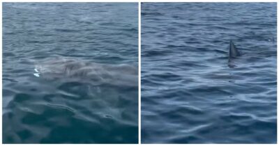 Copertina di “In 35 anni non avevamo mai visto niente del genere”: l’incredibile avvistamento di uno squalo elefante a Marbella – VIDEO