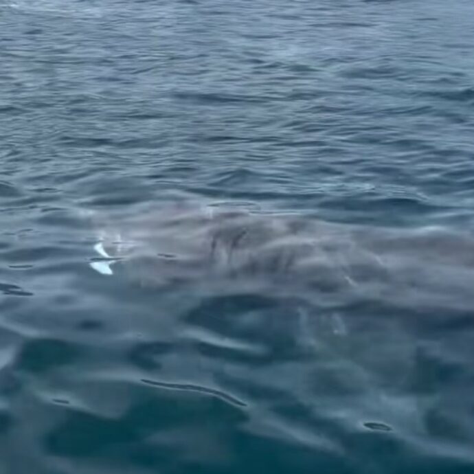 “In 35 anni non avevamo mai visto niente del genere”: l’incredibile avvistamento di uno squalo elefante a Marbella – VIDEO