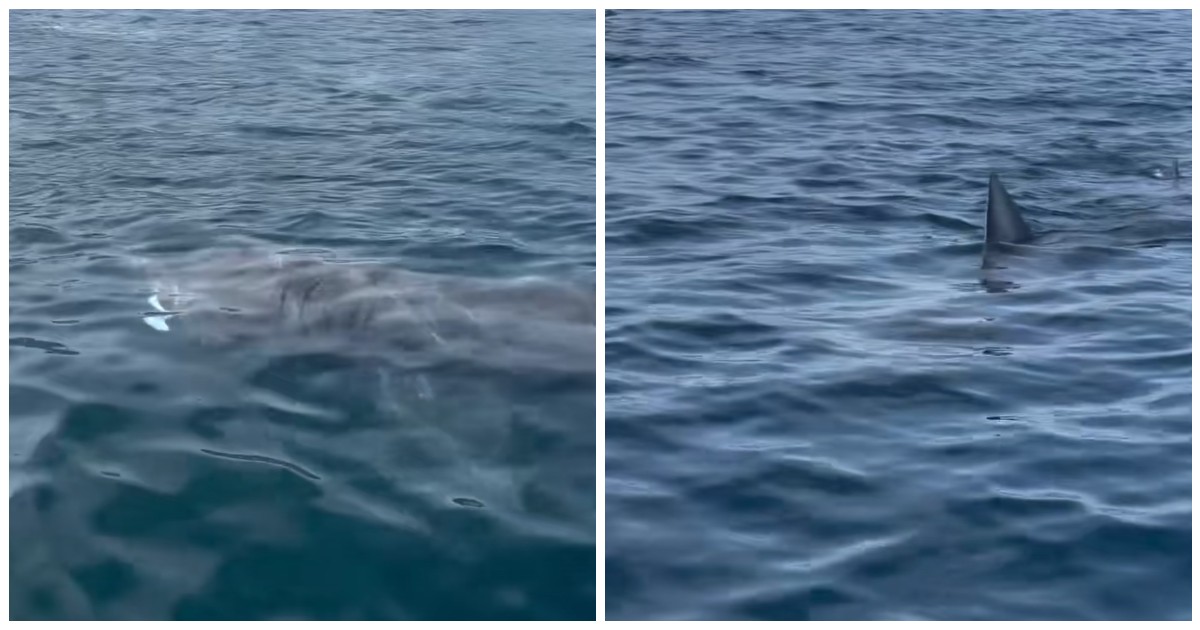 in 35 anni non avevamo mai visto niente del genere l incredibile avvistamento di uno squalo elefante a marbella – video da Ilfattoquotidiano.it in 35 anni non avevamo mai visto niente del genere l incredibile avvistamento di uno squalo elefante a marbella – video