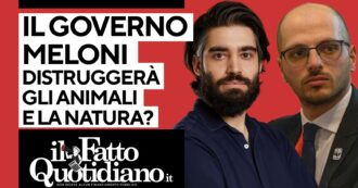 Copertina di Il governo Meloni vuole distruggere gli animali e la natura? La diretta con Lorenzo Biagiarelli, Domenico Aiello (Wwf) e Alberto Marzocchi