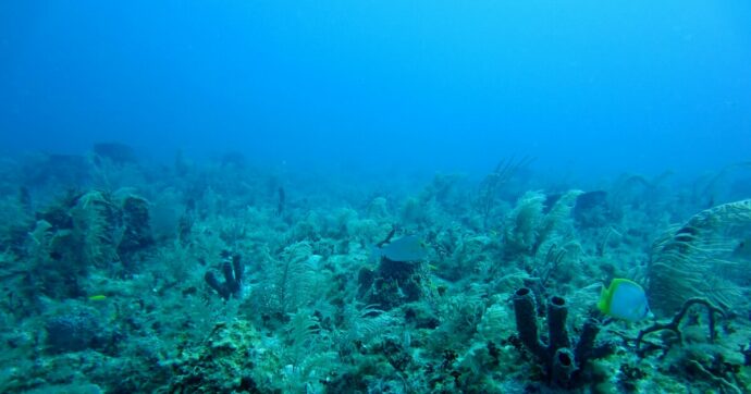 Dopo le terre rare, i fondali oceanici: Marevivo e la comunità scientifica contro la nuova frontiera di Trump