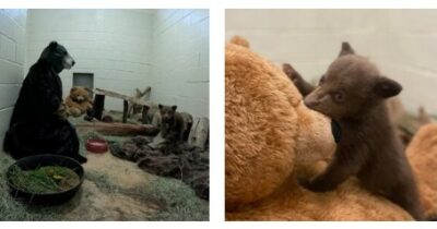 Copertina di Si travestono da orsi per prendersi cura del cucciolo trovato senza mamma nella foresta: “Non ci deve mai vedere come esseri umani, per non affezionarsi”