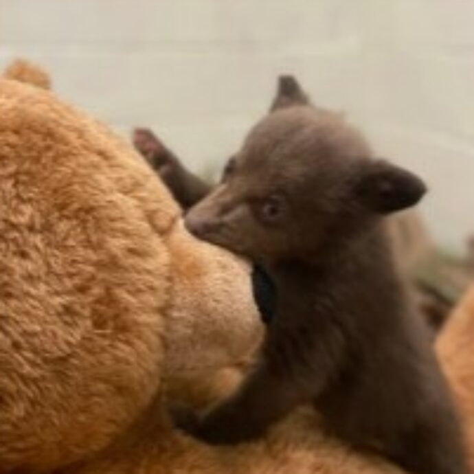 Si travestono da orsi per prendersi cura del cucciolo trovato senza mamma nella foresta: “Non ci deve mai vedere come esseri umani, per non affezionarsi”