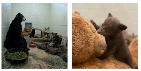 Si travestono da orsi per prendersi cura del cucciolo trovato senza mamma nella foresta: “Non ci deve mai vedere come esseri umani, per non affezionarsi”