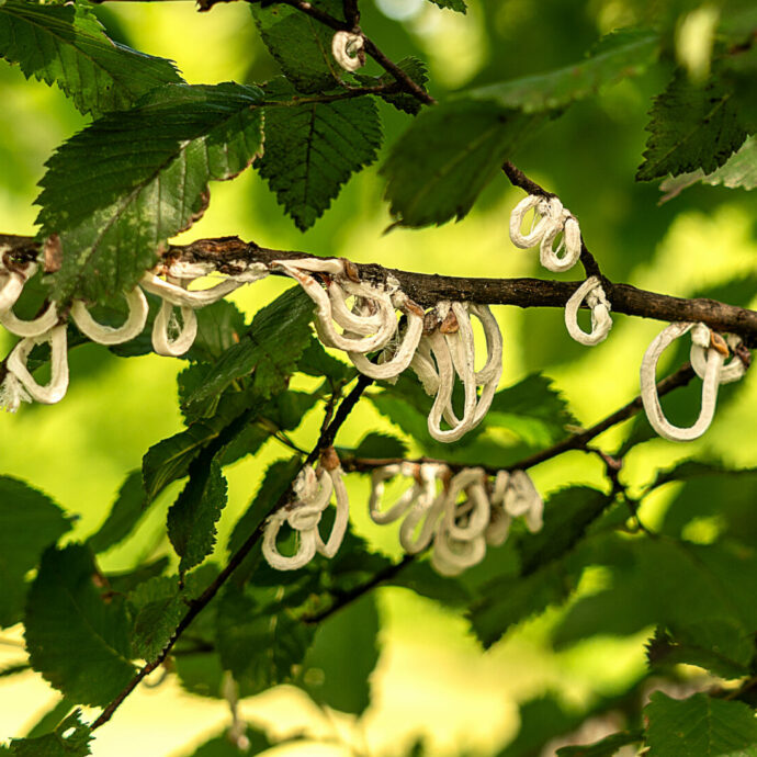 La “signora degli anelli” è tornata a infestare il Nord Italia: scatta l’allarme per la takahashia japonica. Ecco cos’è e perché questo parassita è così pericoloso