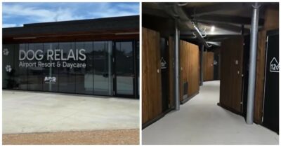 Copertina di “Spa, aromaterapia e filodiffusione”: arriva a Fiumicino il primo hotel di lusso per cani. Ecco quanto costa