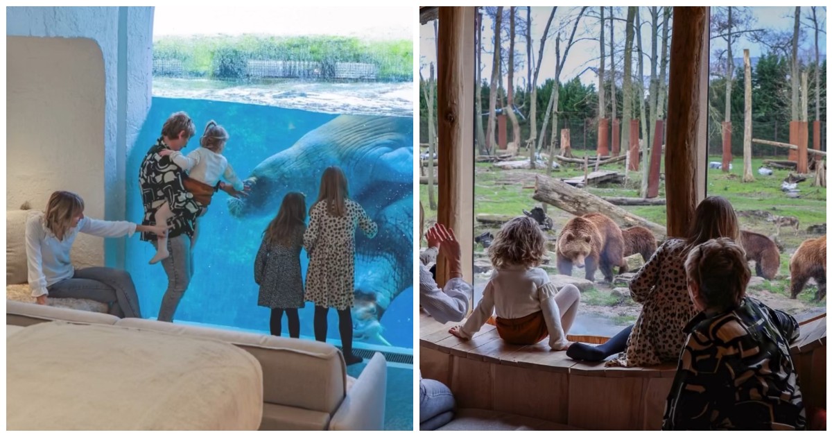 90 euro per dormire nello zoo accanto agli animali la trovata acchiappa turisti fa discutere spettacolarizzazione della natura da Ilfattoquotidiano.it 90 euro per dormire nello zoo accanto agli animali la trovata acchiappa turisti fa discutere spettacolarizzazione della natura