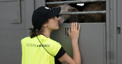 Copertina di Trasporto di animali vivi in Ue: l’Italia fa ostruzionismo sul regolamento per il benessere animale