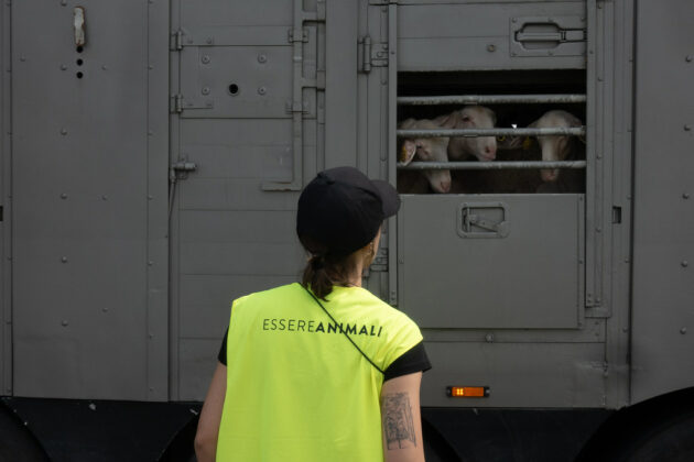 trasporto di animali vivi in ue l italia fa ostruzionismo sul regolamento per il benessere animale da Ilfattoquotidiano.it trasporto di animali vivi in ue l italia fa ostruzionismo sul regolamento per il benessere animale