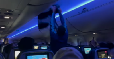 Copertina di Ci sono due piccioni nella cabina dell’aereo, panico a bordo: “Anche il pilota non aveva mai affrontato una situazione simile”