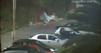 Copertina di Si traveste da fantasma per buttare la spazzatura in modo illegale: identificato a Monreale – Video