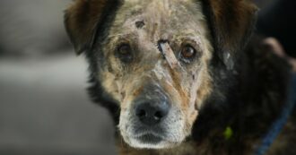 La legge contro la crudeltà sugli animali nasconde una gigantesca contraddizione