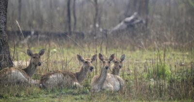 Copertina di Dal governo l’ennesimo regalo alla lobby dei cacciatori. Fermiamo questa legge!