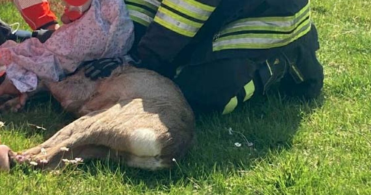 Capriolo decapitato lasciato davanti a casa di un attivista anti caccia. “Intimidazione mafiosa” Capriolo decapitato lasciato davanti a casa di un attivista anti caccia. “Intimidazione mafiosa”