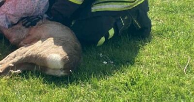 Copertina di Capriolo decapitato lasciato davanti a casa di un attivista anti caccia. "Intimidazione mafiosa"