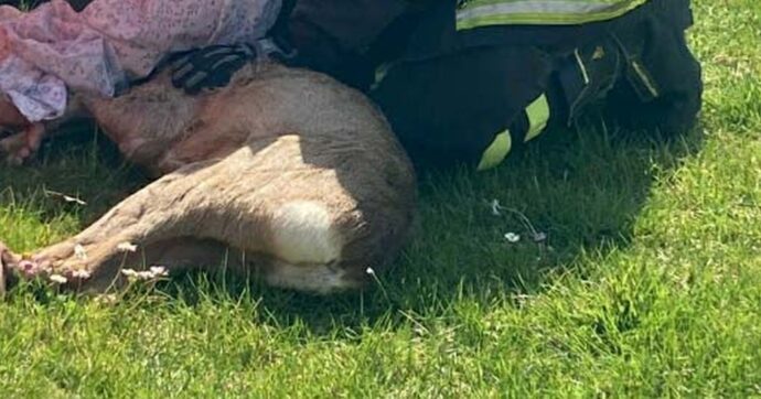 Capriolo decapitato lasciato davanti a casa di un attivista anti caccia. “Intimidazione mafiosa”