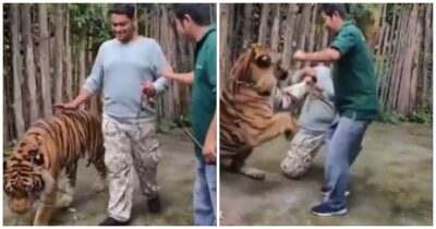 Copertina di Vuole abbracciare la tigre per un selfie allo zoo, ma l’animale si infuria e lo attacca: turista salvo per miracolo – VIDEO