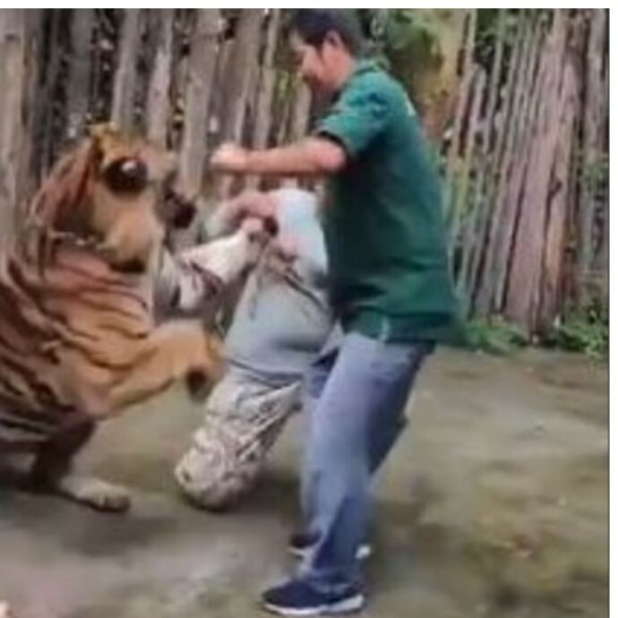 Vuole abbracciare la tigre per un selfie allo zoo, ma l’animale si infuria e lo attacca: turista salvo per miracolo – VIDEO