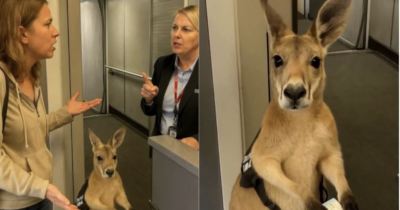 Copertina di “Mi fa da supporto emotivo”: vuole salire sull’aereo con il suo canguro “da compagnia”, ma la hostess glielo proibisce. Il video è virale, ma è opera dell’AI