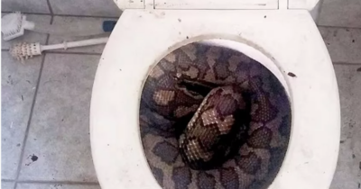 Copertina di Seduto sul water, sente un dolore lancinante: “Un pitone di oltre 3 metri gli ha azzannato il p**e, ora lotta tra la vita e la morte”