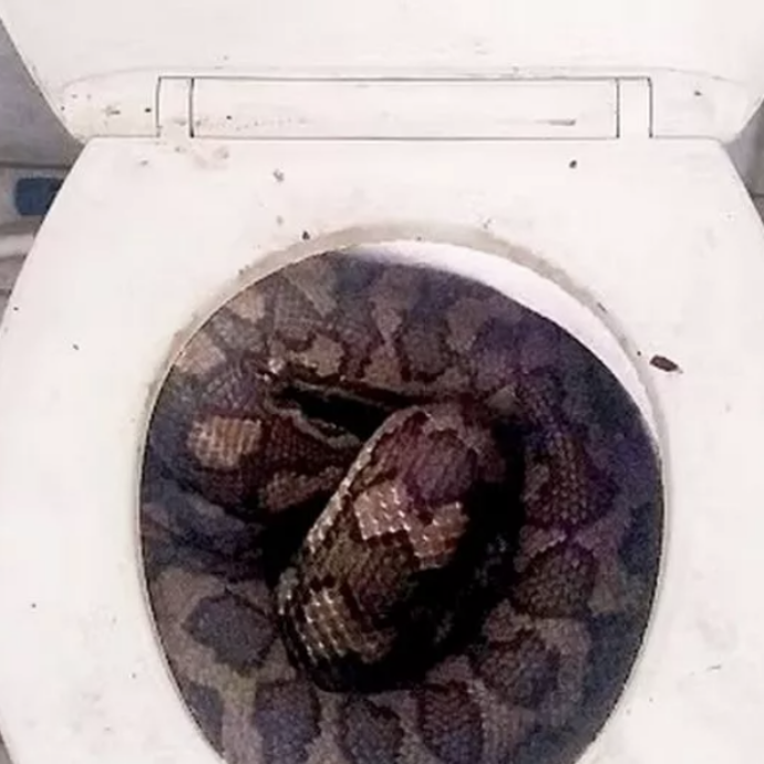 Seduto sul water, sente un dolore lancinante: “Un pitone di oltre 3 metri gli ha azzannato il p**e, ora lotta tra la vita e la morte”