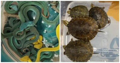 Copertina di “Aveva 47 vipere velenose e 5 tartarughe esotiche nella borsa”: la scoperta shock della polizia dopo aver arrestato un uomo alla dogana