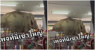 Copertina di Elefante entra nel supermercato e “fa la spesa”: prende cracker e uova, poi se ne va come se nulla fosse. La scena incredibile è virale