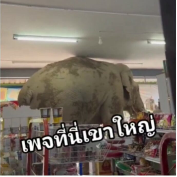 Elefante entra nel supermercato e “fa la spesa”: prende cracker e uova, poi se ne va come se nulla fosse. La scena incredibile è virale