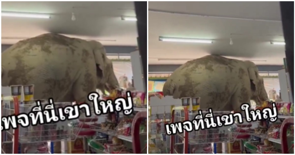 elefante entra nel supermercato e fa la spesa prende cracker e uova poi se ne va come se nulla fosse la scena incredibile è virale